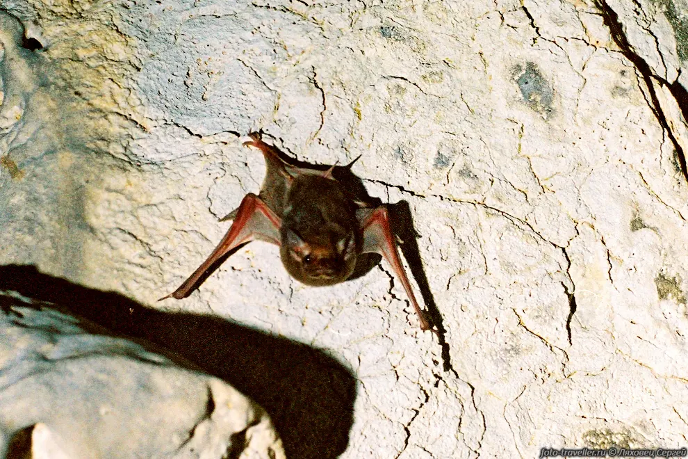 Проживающие тут летучие мыши относятся к семейству мешкокрылых
(Emballonuridae). 
Это видно по мордочке и хвостику. 
Так как в Танзании известны только два рода,
и эти мышки принадлежат толи к роду африканских мешкокрылов (Coleura) толи к могильным 
мешкокрылам (Taphozous).