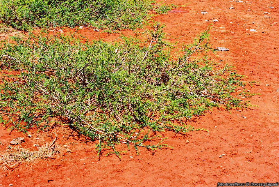Почва в Африке зачастую бывает красных оттенков