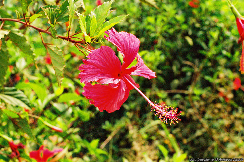 Гибискус китайский, китайская роза (Hibiscus rosa-sinensis L).
