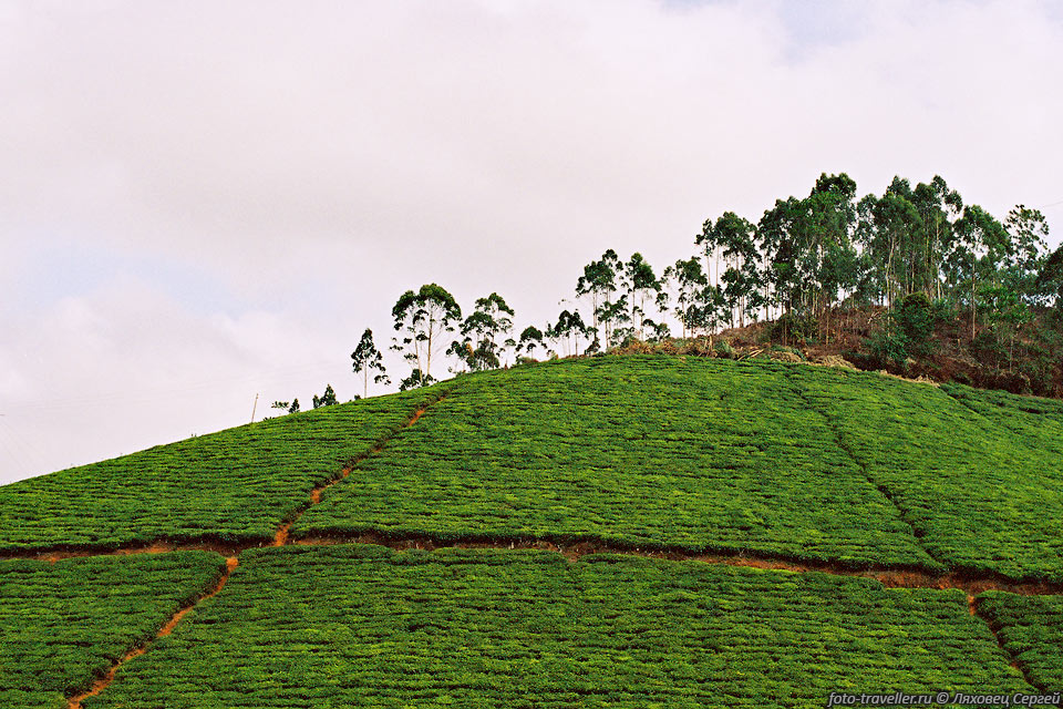 Чайные плантации в Амани
