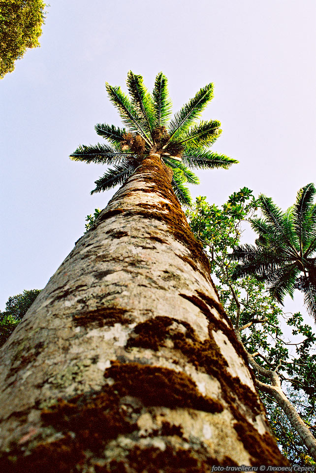 С таких высоких деревьев, замаскированных под пальму,
довольно часто падают, и с грохотом разбиваются большие, несъедобные плоды, похожие 
на дыни.