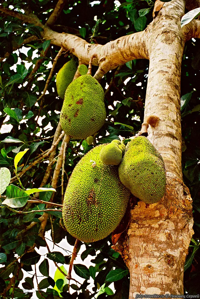 Джекфрут или индийское хлебное дерево (JackFruit, Artocarpus heterophyllis).