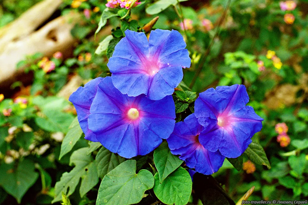 Ипомея (Morning Glory, Ipomoea  sp).