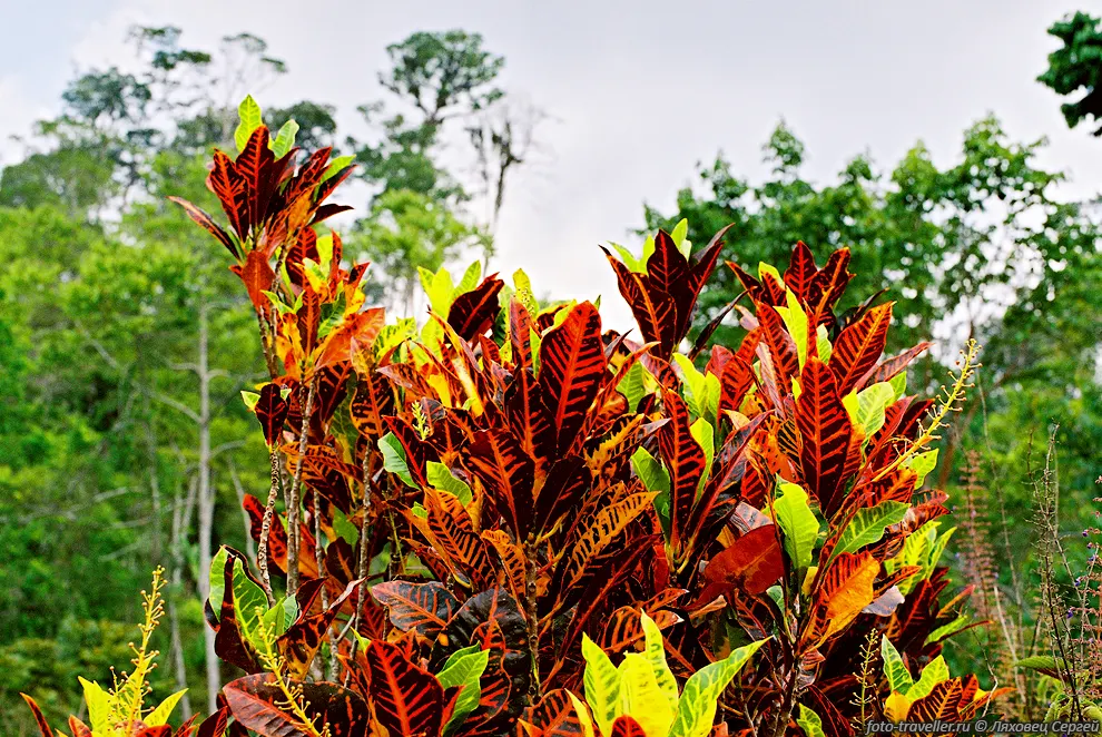 Кодиеум пестрый (Codiaeum, Codiaeum variegatium).