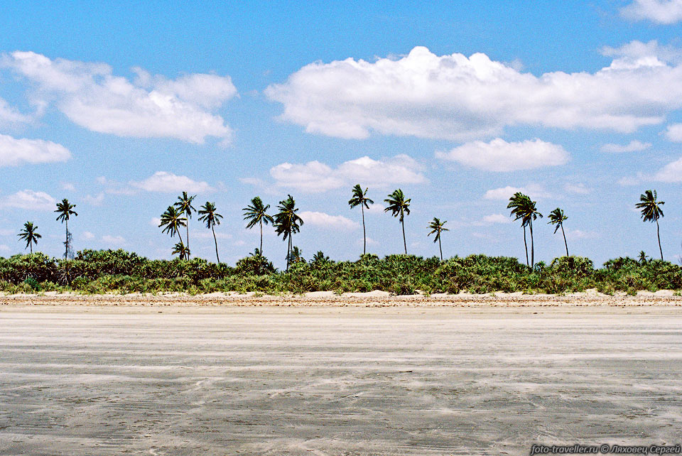 Кокосовая пальма (Cocos nucifera) - растение семейства пальм; 
единственный вид рода Cocos.