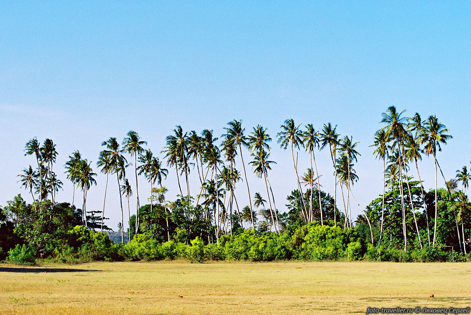 Кокосовая пальма высокая (до 27-30 м) и стройная.