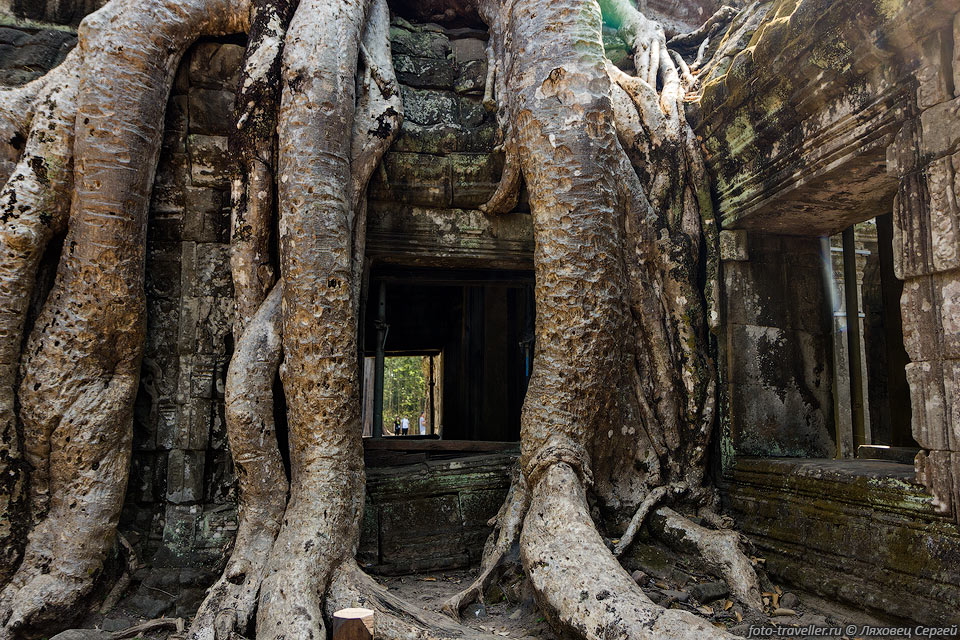 Один из самых раскрученных, но многолюдных храмов - это Та Пром 
(Ta Prohm, Jungle Temple).
Тут корни деревьев оплетают стены. На мой взгляд, есть храмы более интересные и 
естественные.