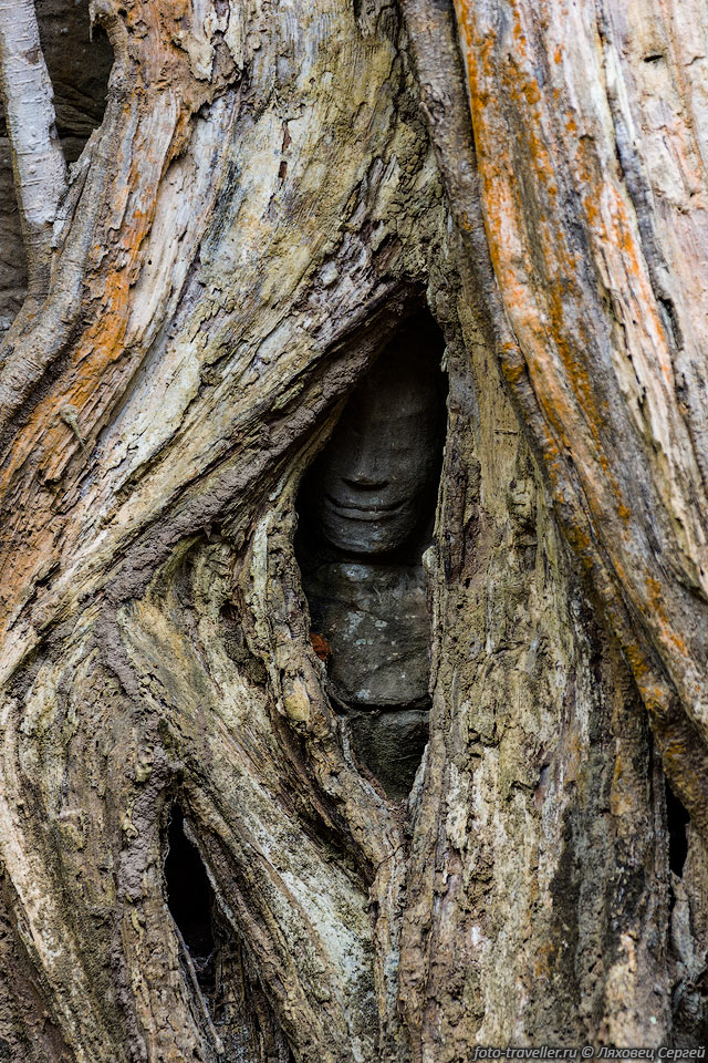 Голова статуи Будды оплетенное корнями дерева в храме Та Пром