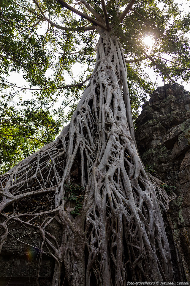 Название города Сием Реап (Сиемреап, Siem Reap) в переводе с кхмерского 
означает "победа над сиамцами".
Сием Реап был всего деревней в то время, когда французские исследователи обнаружили 
Ангкор в 19 веке.
Храмы Ангкора дали толчок развитию города.