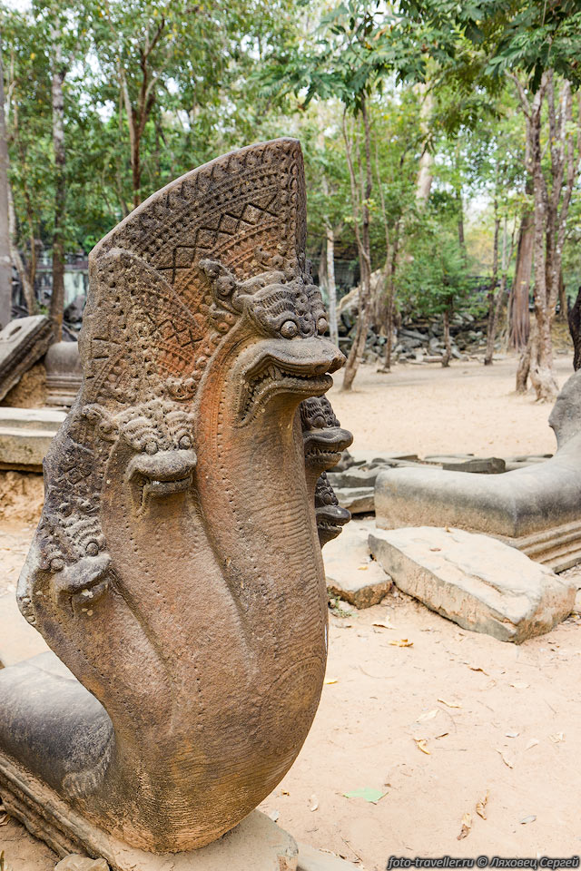 Многоголовая змея (нага) на входе в Храм Бенг Мелеа (Beng Mealea).
Наги - змееподобные мифические существа в индуизме и буддизме. На санскрите нага 
- это змея. 
Изображаются в виде змей с человеческим торсом и человеческой головой, укрытой сверху 
веером змеиных голов.
