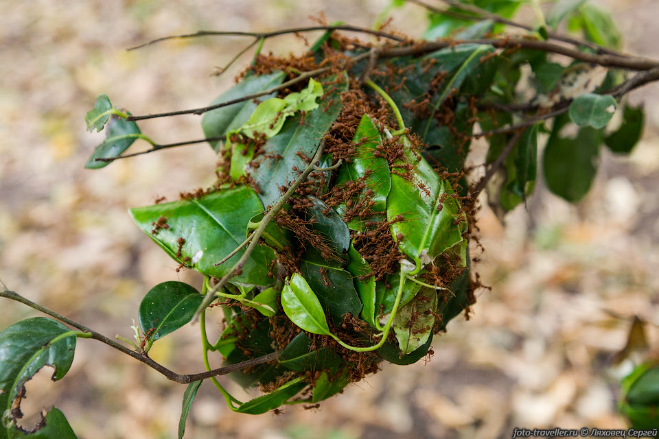 Азиатский муравей-портной (Oecophylla smaragdina, Green tree ant) 
- вид муравьёв приспособленных к обитанию на деревьях.