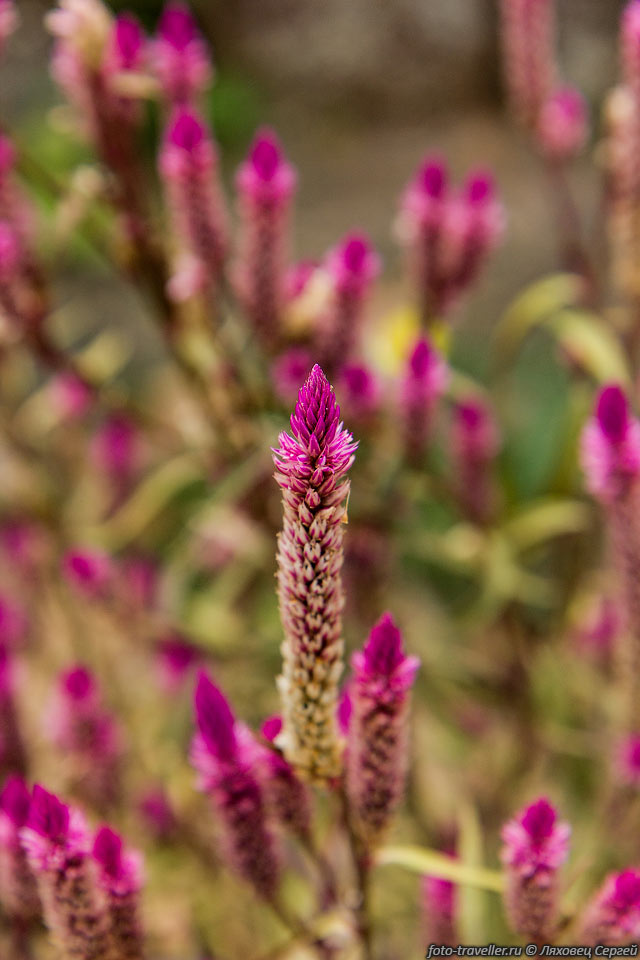 Целозия колосистая (Celosia spicata) однолетнее растение высотой 
до 60 см.
Цветки сначала красно-розовые, позже окраска меняется на серебристую.
Название целозия, происходит от греческого слова "горящий", "пылающий".