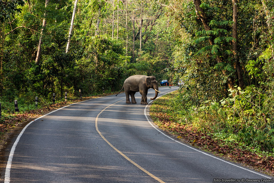Слон переходит дорогу в национальном парке Кхау Яй (Кхауяй, Khao 
Yai National Park) расположенном в Таиланде.
В Бангкоке берем машину на прокат и едем в парк.