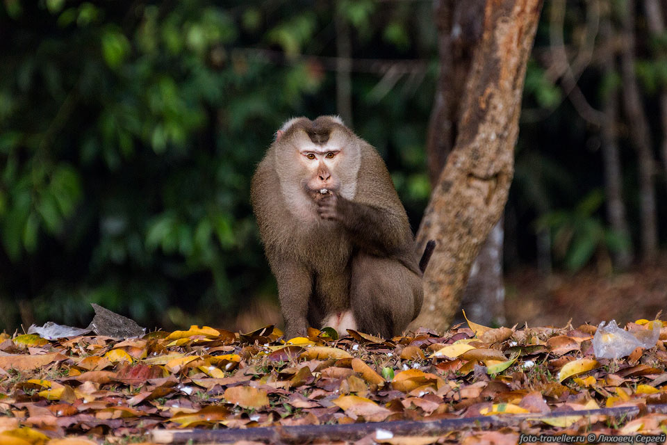 Северный свинохвостый макак (Macaca leonina, Northern Pig-tailed 
Macaque).
Ареал простирается от восточной Индии (Ассам) и Южного Китая до Таиланда.