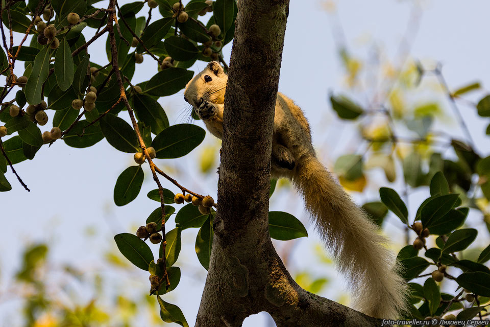 Пальмовая белка (Funambulus palmarum, Indian palm squirrel, Three-striped 
palm squirrel) - грызун из семейства беличьих.
Природный ареал данного вида охватывает почти весь полуостров Индостан и остров 
Цейлон.
Она обитает в тропических лесах. Была случайно завезена в Австралию и Израиль.