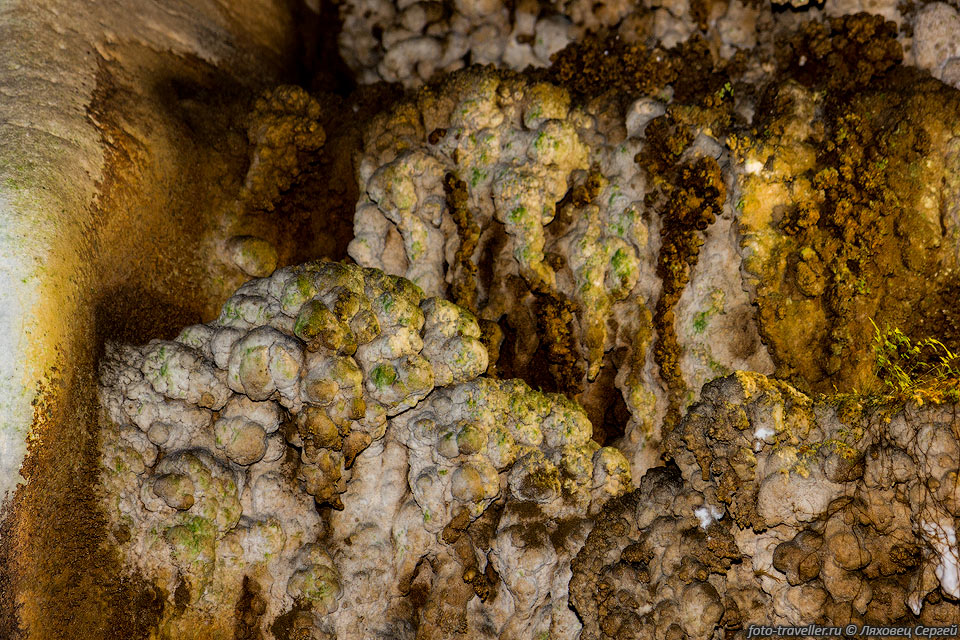 От света и тепла ламп в пещере образуется зеленая растительность