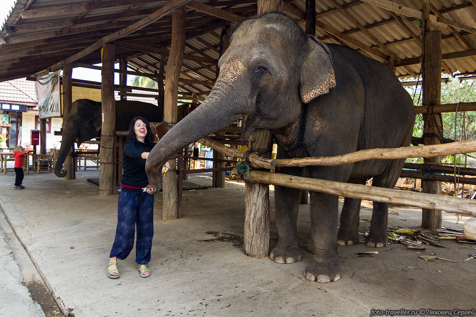 В городке Пай (Pai) можно покормить слонов.