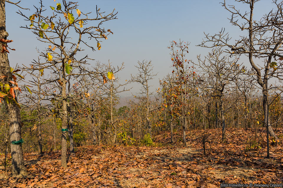Лес с опавшими от засухи листьями
