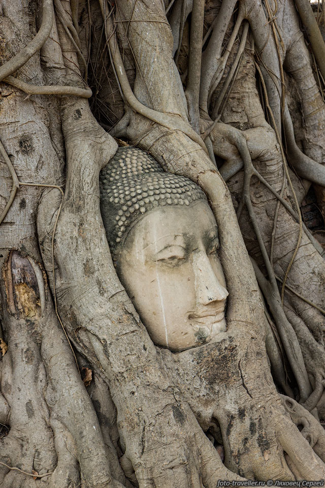 Факты об истории головы Будды в корнях дерева отсутствуют, но 
существует две теории.