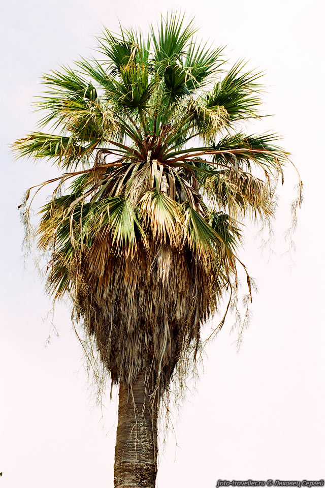 Обычная пальма