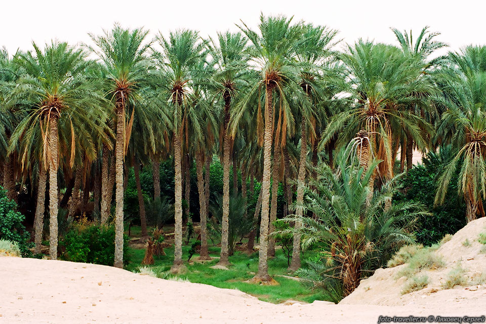 Строй финиковых пальм в оазисе Тамерза. 
Для того чтобы получить хороший урожай за пальмами ухаживают. 
Считается, что в Тунисе самые вкусные финики (это местные так думают).