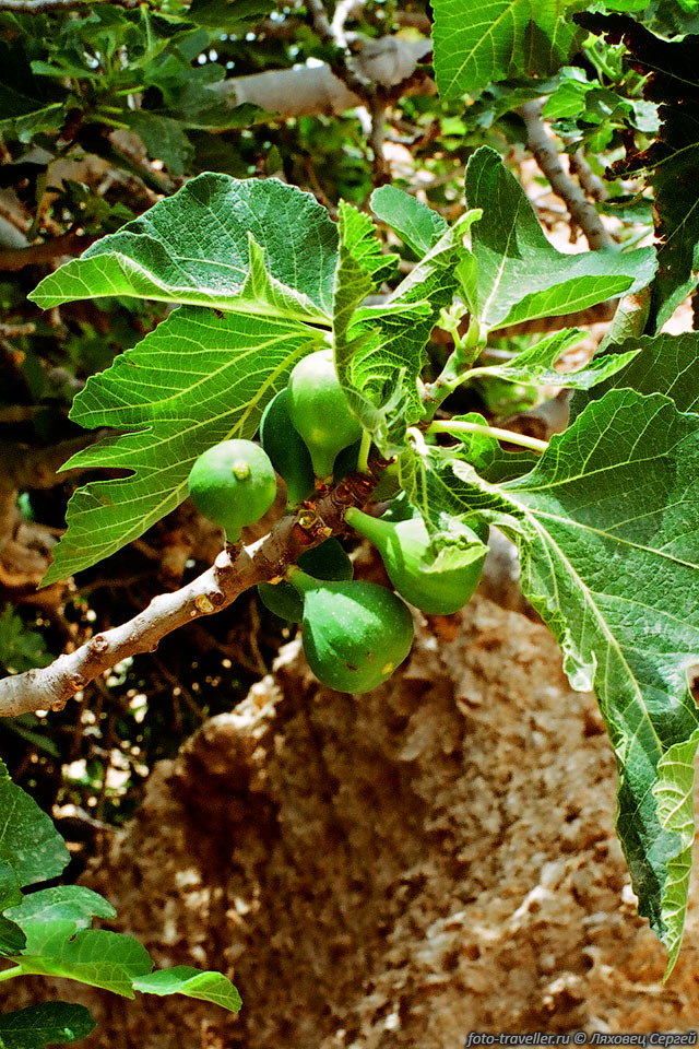 Инжировое дерево с плодами инжира