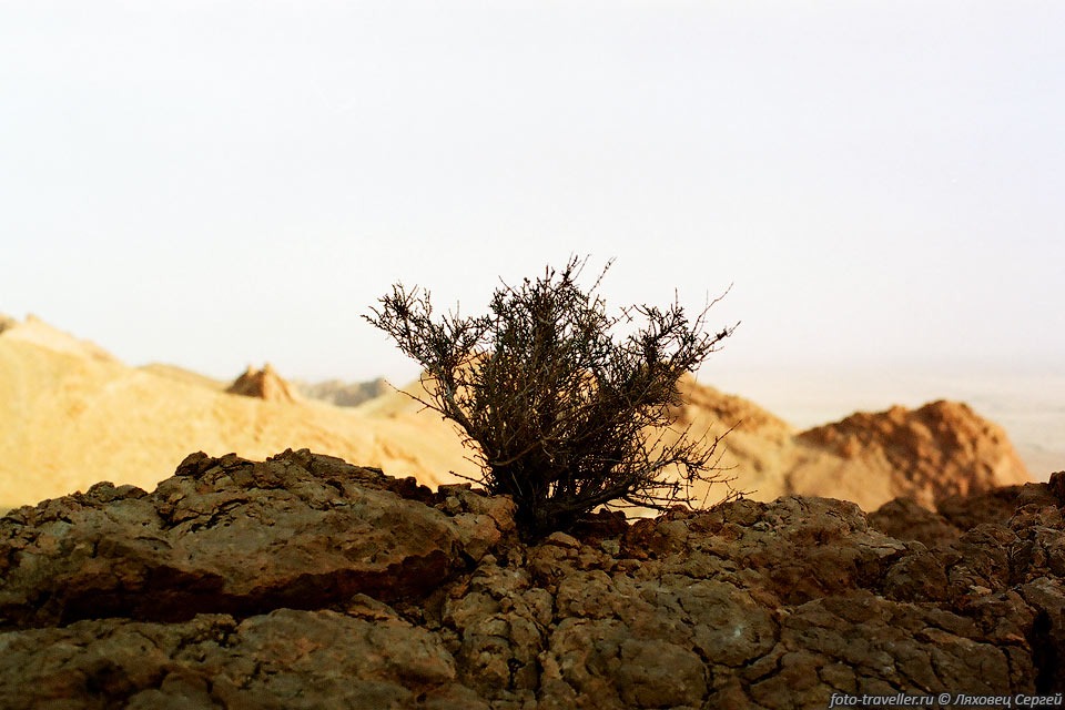 Сухой куст, растущий в истрескавшемся от солнца камне