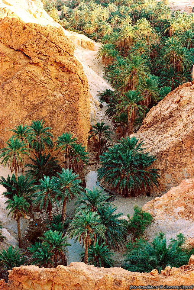 Финиковые пальмы в ущелье. 
Поражают разные цвета скал - красный и белый.