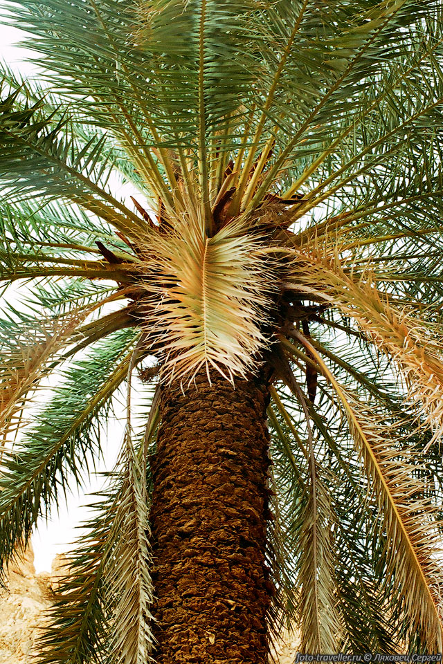 Хоть пальмы и имеют сильно изрезанные листья, они создают хорошую 
тень
