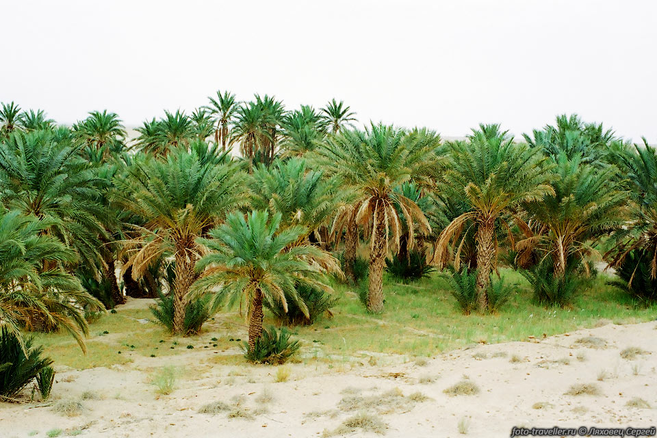 Некоторые пальмы очень большие. 
Из-за ствола без листьев, они кажутся небольшими. 
А у некоторых пальм руками нельзя обхватить ствол!
