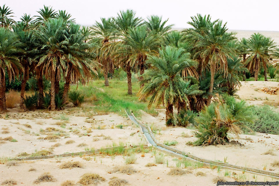 Для экономии воды воду к пальмам подводят по специальным желобам, 
которые не дают песку поглощать воду. 
Практически всё, что растёт в оазисе, заботливо посажено человеком и выращивается 
с целью получения урожая.