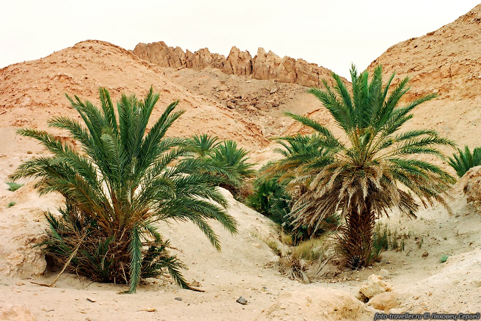 В руслах сухих ручьев, вытекающих в пустыню, иногда растут пальмы.

Где-то под песком есть вода.