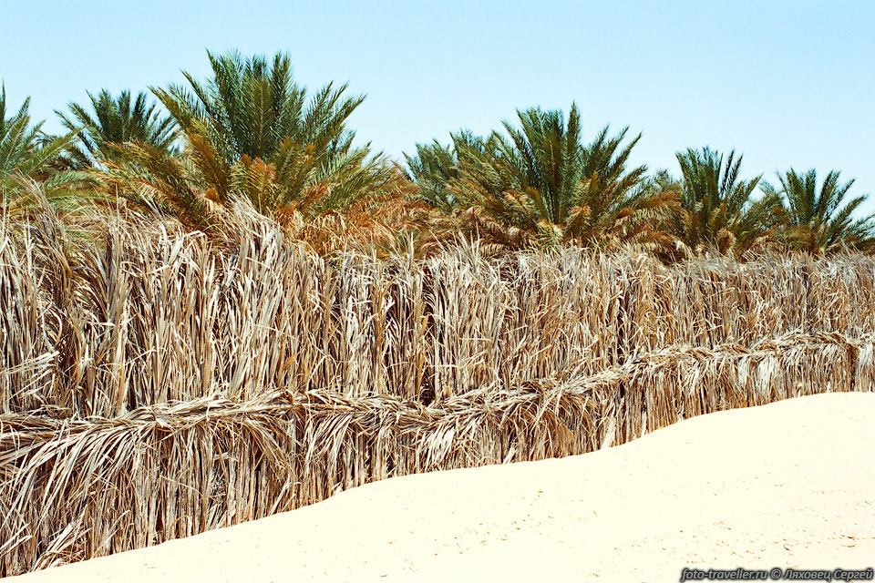 Пальмы огораживают изгородью из сухих пальмовых листьев, чтобы 
их не заносило движущимися песками