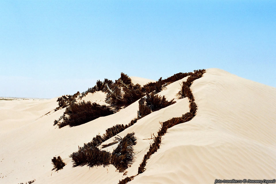 Чтобы дюны не двигались на оазис, их укрепляют