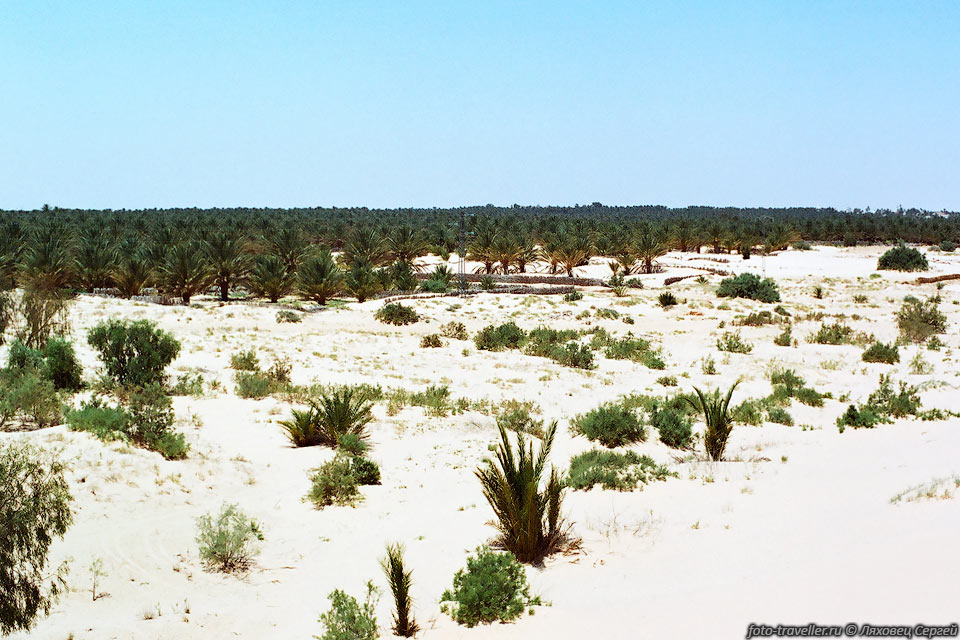 Дуз самый большой оазис в Тунисе. 
Тут растет 400 000 пальм. В жаркое лето одна пальма требует 500 литров воды в день!