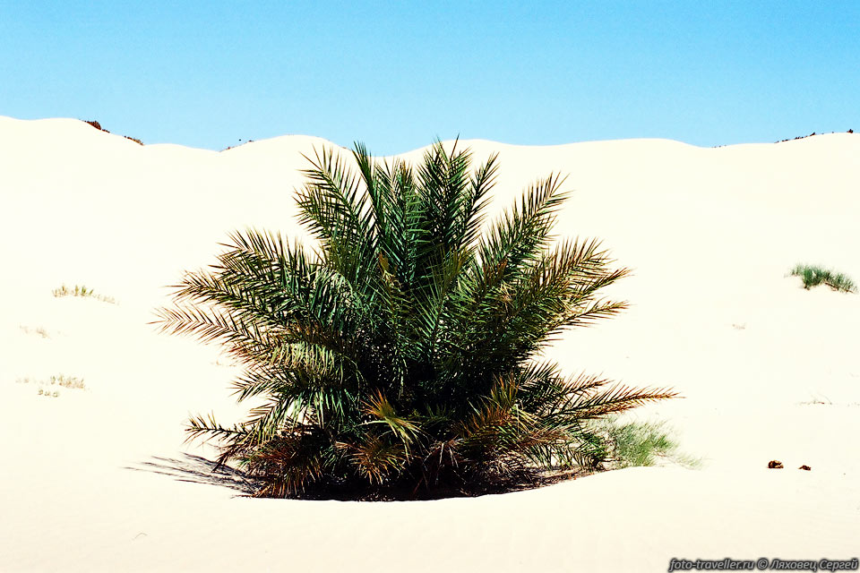 Молодая пальма в песках
