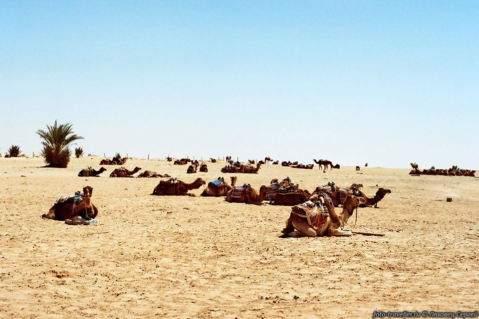 Стадо верблюдов на отдыхе
