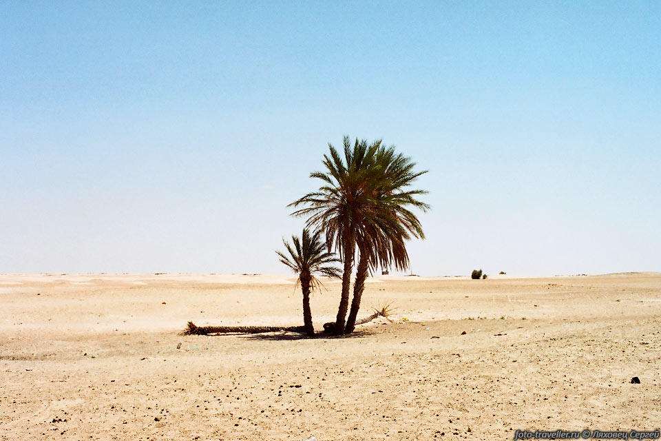 Три пальмы в пустыне