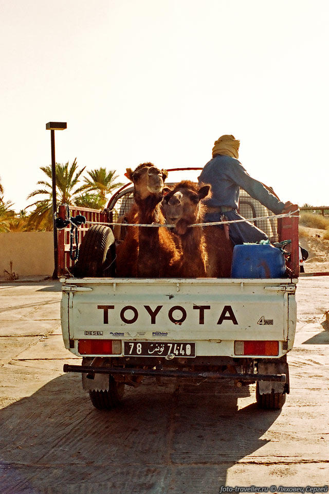 На большие расстояния верблюдов перевозят в машине