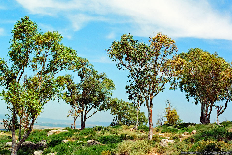 Деревья северной части Туниса