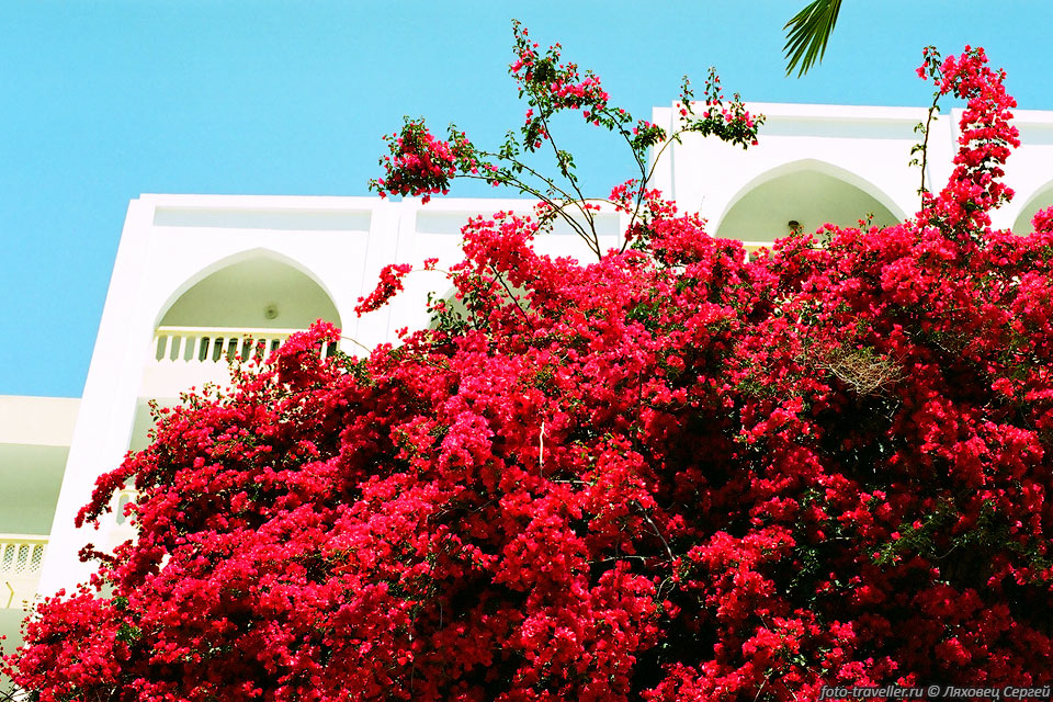 Некоторые дорогие отели в Хаммамете утопают в цветах