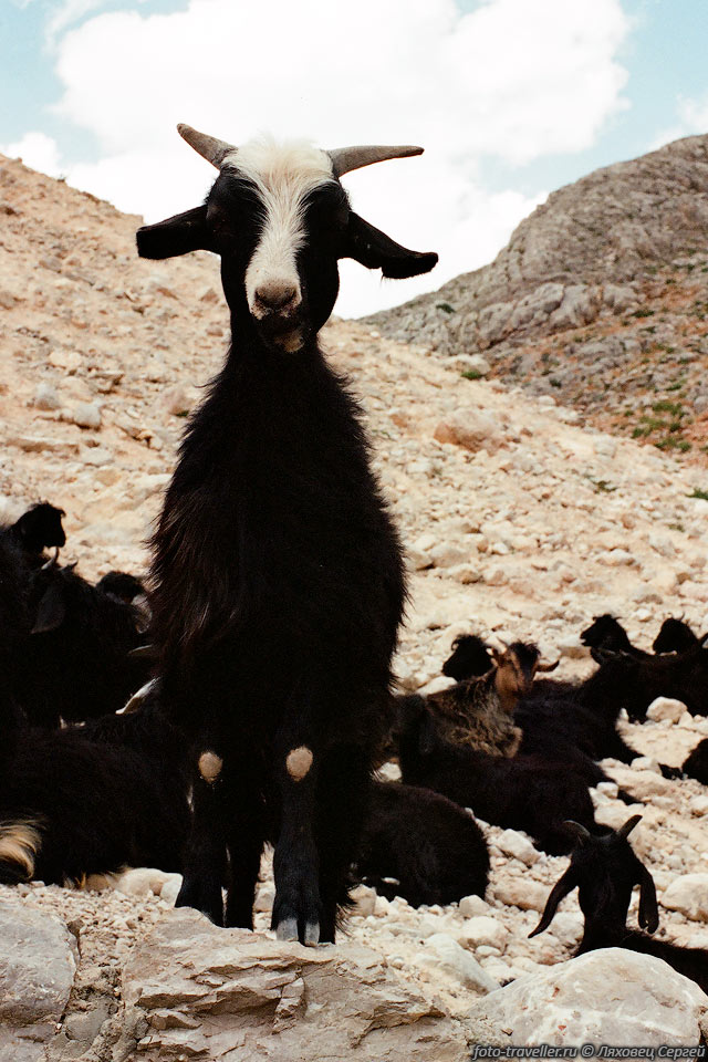 Любопытная коза с побитыми коленками