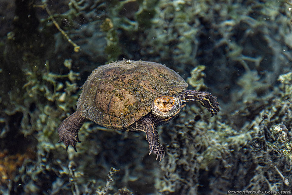Красноухая черепаха с легкостью нападают на других черепах. Могут 
отбирать корм друг у друга. В дикой природе, будучи инвазивными видом, они вытесняют 
и уничтожают местные виды. В Австралии они находятся вне закона и истребляются. 
Ареал обычно ограничен кромкой воды.