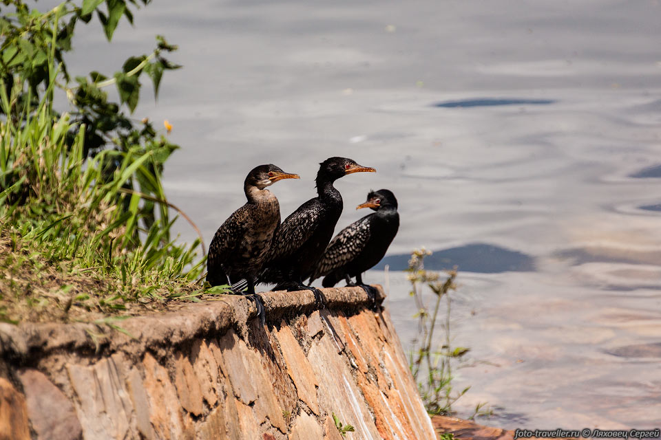 Камышовый баклан (Phalacrocorax africanus, Reed cormorant, Microcarbo 
africanus, Long-tailed cormorant) на берегу реки Нил.
Камышовый баклан широко распространён в Африке к югу от Сахары и на Мадагаскаре.