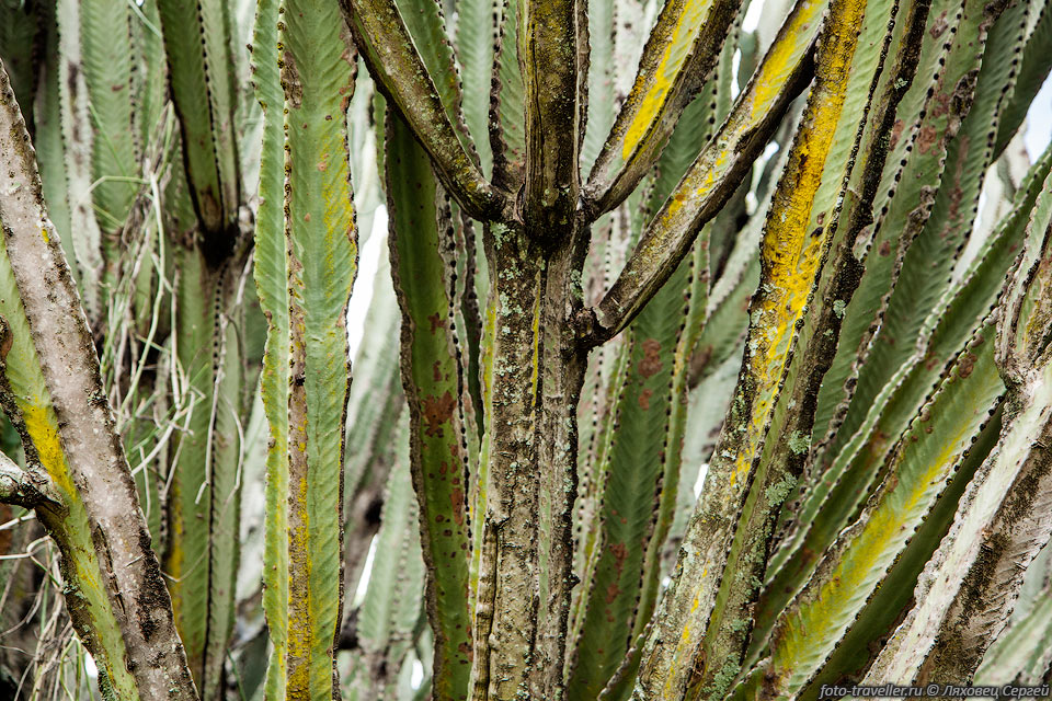 Кактусовое дерево-канделябр (Euphorbia candelabrum, Candelabra 
cactus tree).
Это высокие многолетние суккулентные растения до 10 м высотой.