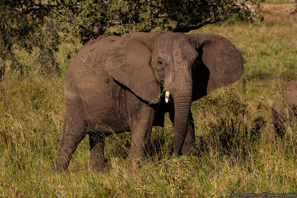 Саванный слон (Loxodonta africana) - самый крупный из ныне живущих 
наземных животных.
Лесной слон, ранее считавшийся подвидом африканского слона, был выделен в отдельный 
вид, и так возникло название саванный слон.