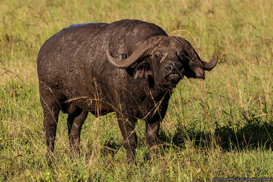 Африканский буйвол, Чёрный буйвол (Syncerus caffer, African buffalo, 
Cape buffalo) широко распространён в Африке.
Это единственный из подсемейства быков, обитающий в Африке.