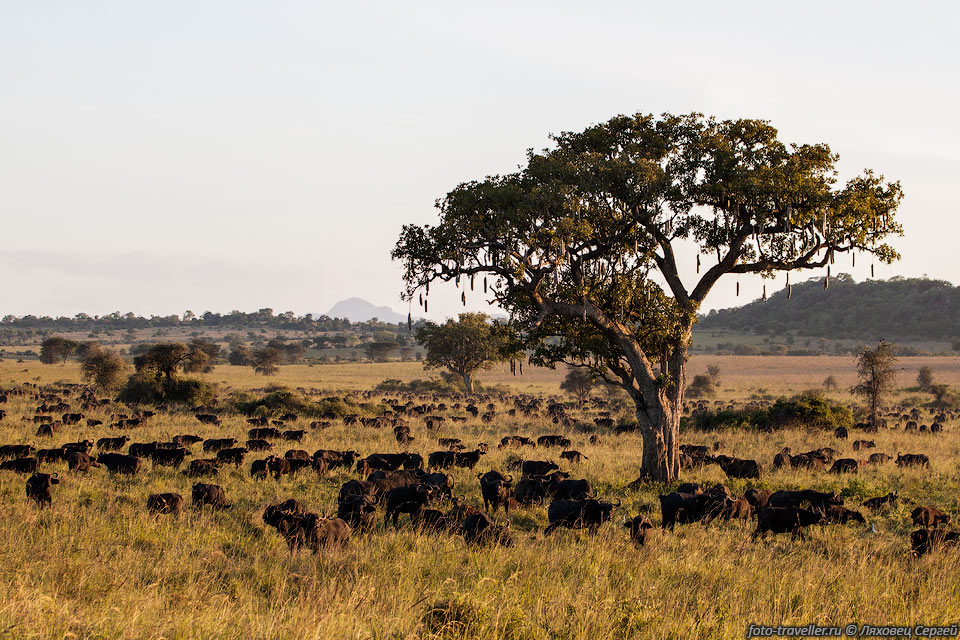 Полтора столетия назад африканский буйвол жил по всей Африке к 
югу от Сахары и составлял до 35% биомассы крупных копытных континента.
Сейчас он сохранился в сколь-нибудь большом количестве далеко не везде.