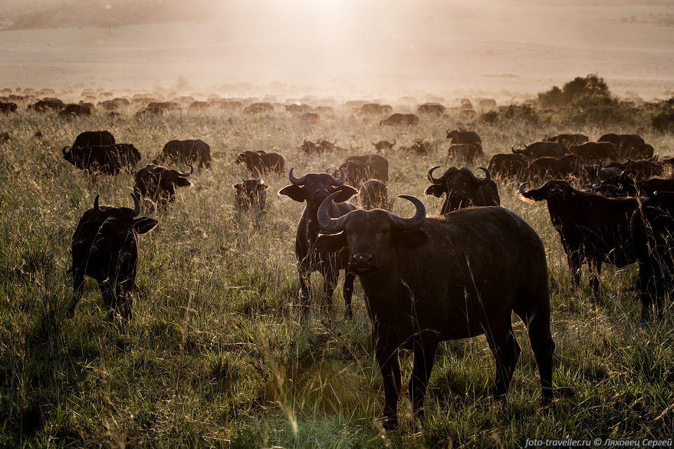 Африканский буйвол обычно встречается группами по 20-30 животных.
В засушливый период может собираться в стада насчитывающие многие сотни животных.