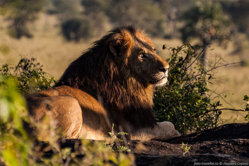 Самцы значительно крупнее самок, и обладают гривой.
Длина гривы достигает 40 см.
Грива визуально увеличивает льва в размерах и помогает запугивать других самцов 
и привлекать самок.